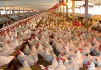 Les prix du poulet risquent de prendre l’ ascenseur encore longtemps