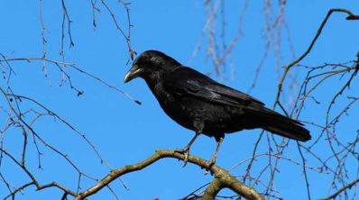 Les corneilles ont une forme de conscience Les corneilles ont une forme de conscience