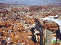 La fermeture de la décharge de Médiouna se fait toujours désirer : La société délégataire met le Conseil de la ville devant ses responsabilités La fermeture de la décharge de Médiouna se fait toujours désirer : La société délégataire met le Conseil de la ville devant ses responsabilités