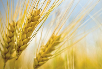 Les marchés mondiaux de céréales poursuivent leur résilience