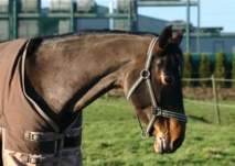 Rétablir les propriétaires de chevaux de race dans leur droit Rétablir les propriétaires de chevaux de race dans leur droit