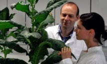 Un plant de tabac génétiquement modifié et potentiellement immortel