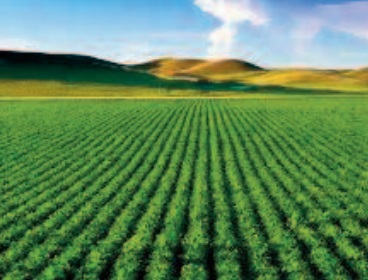 L'agriculture marocaine fait preuve de résilience et d'agilité