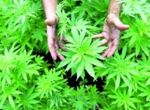 Campagnes portant sur l’occupation du domaine forestier et la culture du cannabis à Al Hoceima