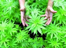 Campagnes portant sur l’occupation du domaine forestier et la culture du cannabis à Al Hoceima Campagnes portant sur l’occupation du domaine forestier et la culture du cannabis à Al Hoceima