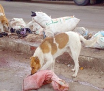 Tan Tan, paradis des chiens errants