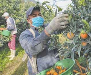 300 saisonniers marocains bientôt acheminés vers la France