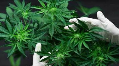 Le cannabis reconnu médicalement utile par l'ONU