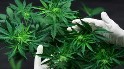 Le cannabis reconnu médicalement utile par l'ONU Le cannabis reconnu médicalement utile par l'ONU