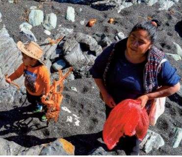 Dans le sud du Chili, la rude pêche artisanale des Indiens lafkenches