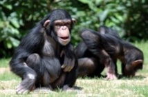 Les chimpanzés seraient-ils plus intelligents que les humains?