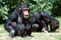 Les chimpanzés seraient-ils plus intelligents que les humains? Les chimpanzés seraient-ils plus intelligents que les humains?
