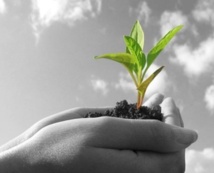 Guelmim valorise ses potentialités agricoles Guelmim valorise ses potentialités agricoles