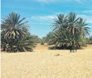 Des oasis en danger de disparition