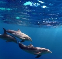 Les dauphins s’appellent-ils par leurs prénoms ?