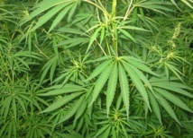 Le Maroc figure à la tête des pourvoyeurs de cannabis dans le monde Le Maroc figure à la tête des pourvoyeurs de cannabis dans le monde