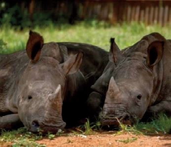 Requinquer les bébés rhinos