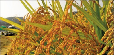 Une production record de blé et de riz attendue à l’échelle mondiale