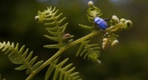 Il y a urgence à préserver la flore et la faune