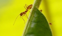 Et si les fourmis nous aidaient à prédire les séismes ? Et si les fourmis nous aidaient à prédire les séismes ?