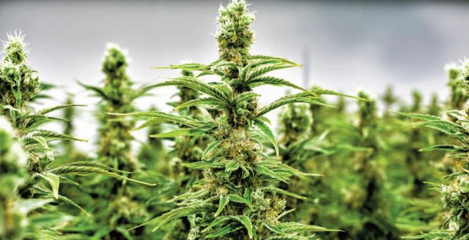 Percevoir le cannabis tout autrement Percevoir le cannabis tout autrement
