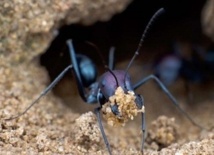 Les fourmis sont capables de prévoir les séismes Les fourmis sont capables de prévoir les séismes