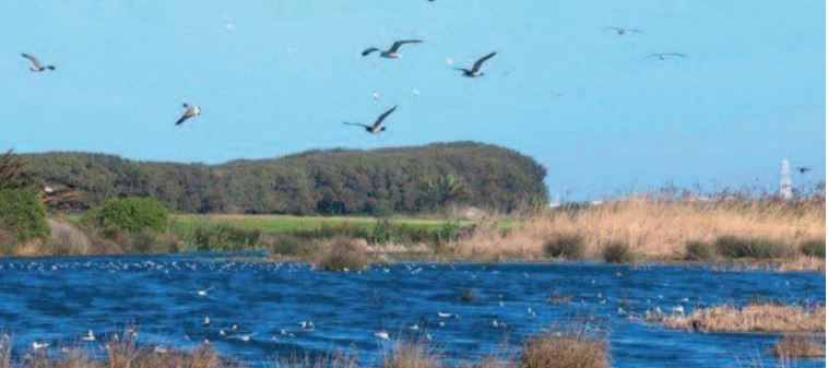 Creuset de biodiversité, la zone humide de Dar Bouazza menacée