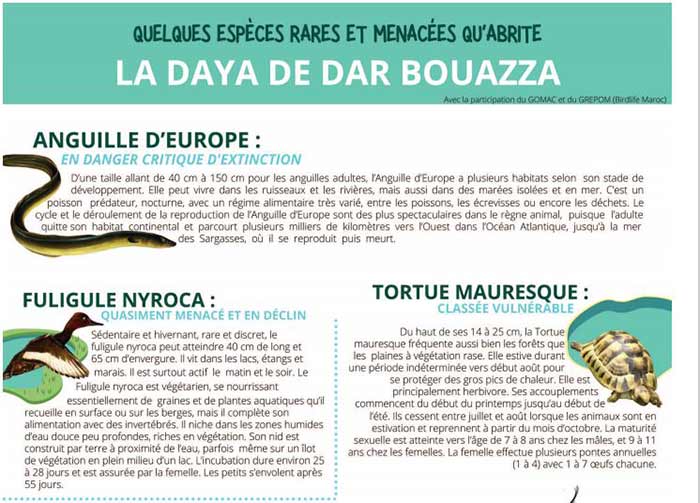 Creuset de biodiversité, la zone humide de Dar Bouazza menacée Creuset de biodiversité, la zone humide de Dar Bouazza menacée