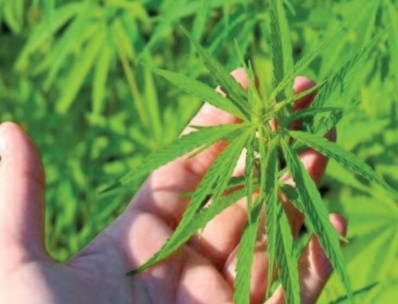 Le Conseil de gouvernement planchera demain sur le projet de loi relatif à l'usage du cannabis