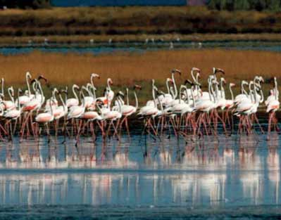 Des flamants roses meurent empoisonnés par les plombs des chasseurs en Grèce Des flamants roses meurent empoisonnés par les plombs des chasseurs en Grèce
