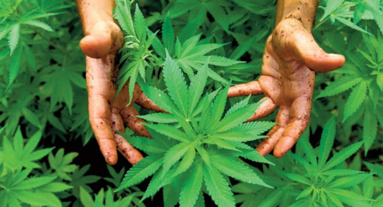 Le Conseil de gouvernement adopte le projet de loi légalisant l’ usage thérapeutique du cannabis Le Conseil de gouvernement adopte le projet de loi légalisant l’ usage thérapeutique du cannabis