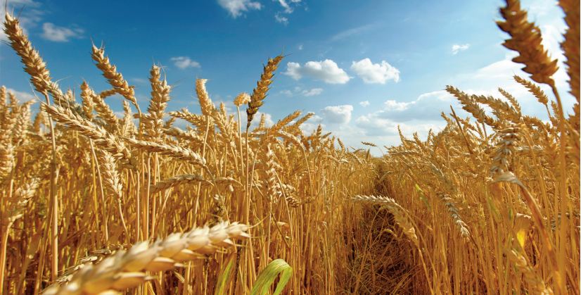 La production de blé attendue à un niveau record à l’échelle mondiale