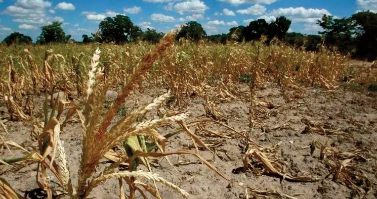 Les pertes causées par les aléas naturels à l’ agriculture continuent de grimper en flèche