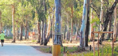 Issam Ahabri: Il faut rattraper 30 années de dégradation de la forêt Issam Ahabri: Il faut rattraper 30 années de dégradation de la forêt