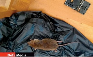 Dans Londres confinée, les rats dansent