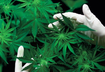 La légalisation du cannabis franchit un nouveau pas