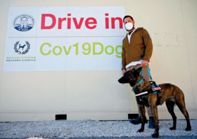 Des chiens s ’ entraînent à détecter la Covid chez les humains