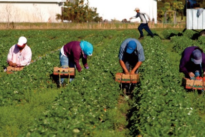 Le surplace insolite d’une régularisation à l’italienne Le surplace insolite d’une régularisation à l’italienne