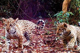 Programme de réintroduction de jaguars dans le nord-est de l'Argentine Programme de réintroduction de jaguars dans le nord-est de l'Argentine