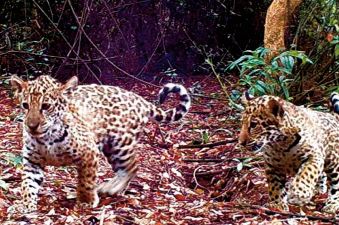 Programme de réintroduction de jaguars dans le nord-est de l'Argentine