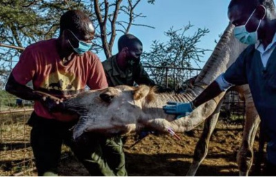 La prochaine Covid ? Les dromadaires du Kenya sous haute surveillance