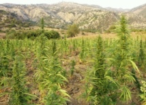 Environ 90.000 ménages vivent du cannabis dans la région du Rif Environ 90.000 ménages vivent du cannabis dans la région du Rif