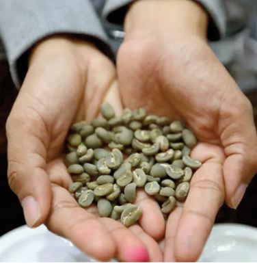 Le parfum d'espoir d' une espèce de café oubliée Le parfum d'espoir d' une espèce de café oubliée