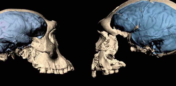 Le cerveau humain moderne est apparu il y a moins longtemps que supposé Le cerveau humain moderne est apparu il y a moins longtemps que supposé