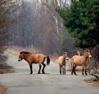 Le cheval de Przewalski, symbole de la nouvelle vie à Tchernobyl Le cheval de Przewalski, symbole de la nouvelle vie à Tchernobyl