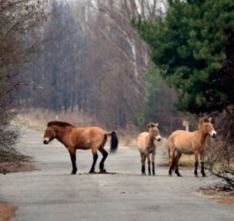 Le cheval de Przewalski, symbole de la nouvelle vie à Tchernobyl