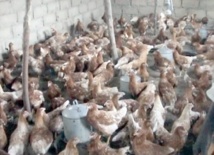 L’ONSSA rassure sur l’état sanitaire du cheptel avicole L’ONSSA rassure sur l’état sanitaire du cheptel avicole