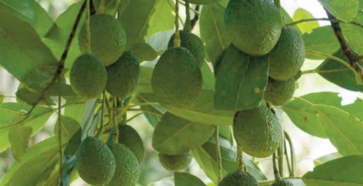 La nappe phréatique sans défense La nappe phréatique sans défense