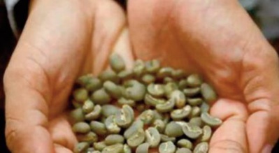 Le parfum d’ espoir d’ une espèce de café oubliée Le parfum d’ espoir d’ une espèce de café oubliée