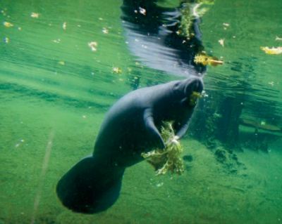 En Floride, l’inquiétante augmentation de la mortalité des lamantins